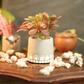 Shop Handmade Concrete Planters with Mandala Dots – Hand-Painted & Unique Design